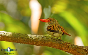 Peninsular Malaysia birding tours