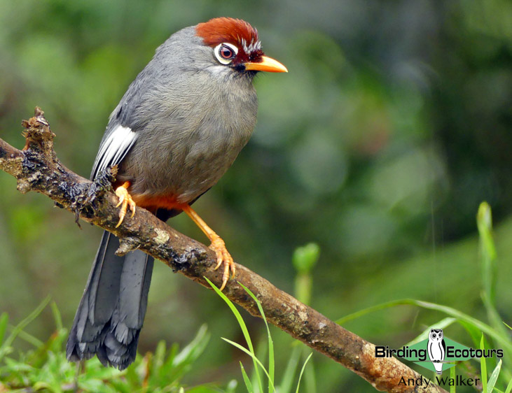 Peninsular Malaysia birding tours