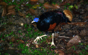 Peninsula Malaysia birding tour