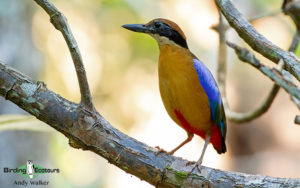 Peninsular Malaysia birding tours