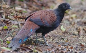 Peninsula Malaysia birding tour