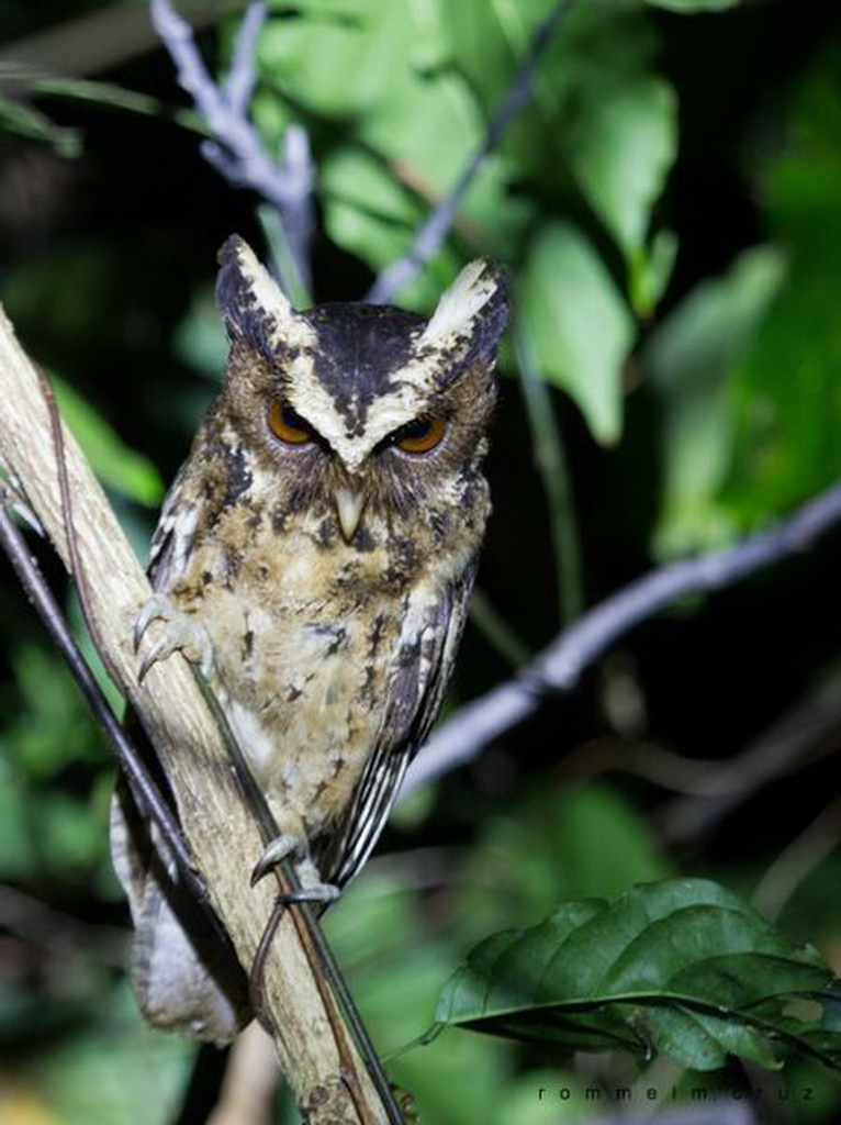 red kite tours red kite tours
