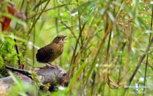 Peninsular Malaysia birding tours