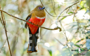 Peninsular Malaysia birding tours