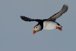 birding