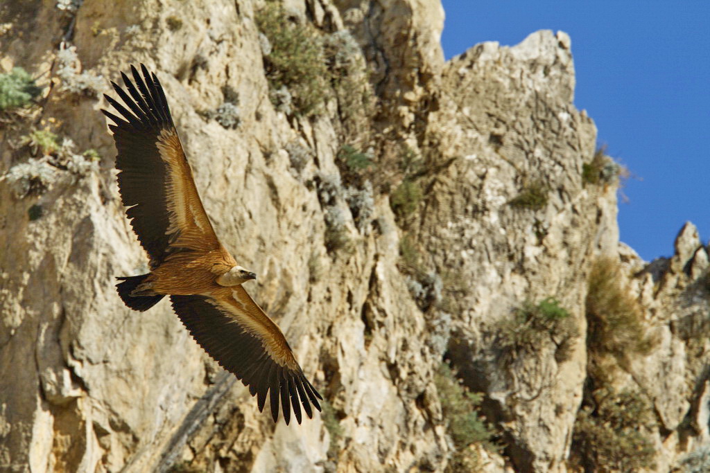 Greece Birding Tours - Birding Ecotours