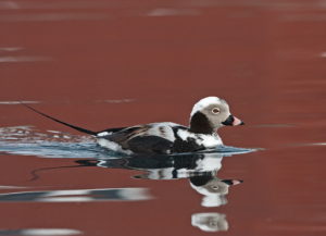 birding