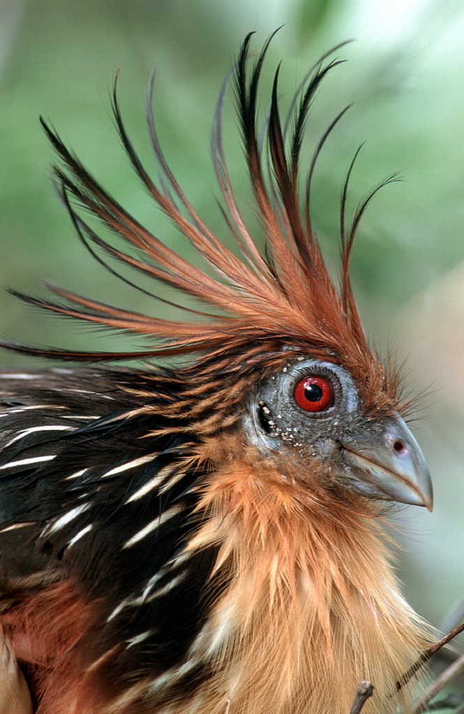 Guyana Birding Tours Birding Ecotours