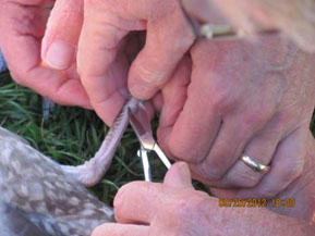 American-Herring-Gull-rescue