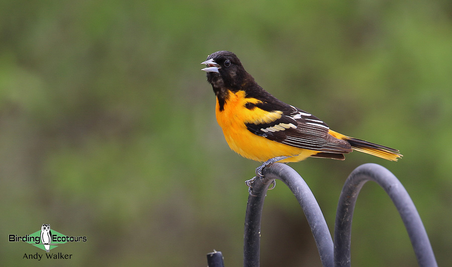 Biggest week in American birding