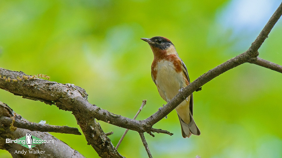 Biggest week in American birding