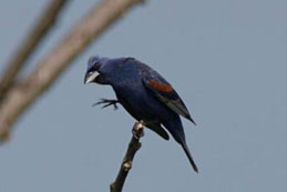 Blue Grosbeak Photo by Tom Amico