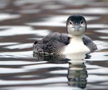 . . . to scan for Common Loons! Photo by Tom Amico