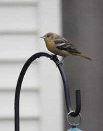 Immature Baltimore Oriole Photo by Tom Amico