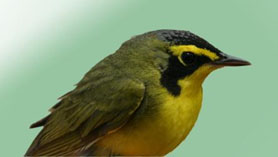 Kentucky Warbler Photo by Dick Scribner