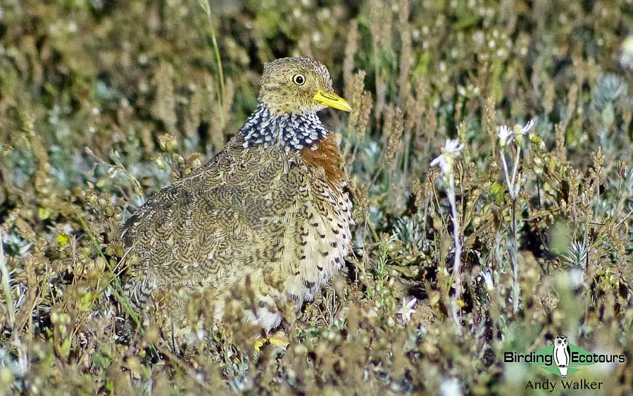 Biggest week in American birding