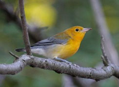 Prothonotary Warbler Photo by Tom Amico