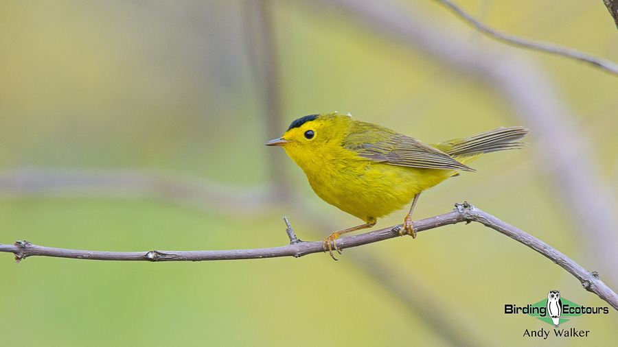 Biggest week in American birding