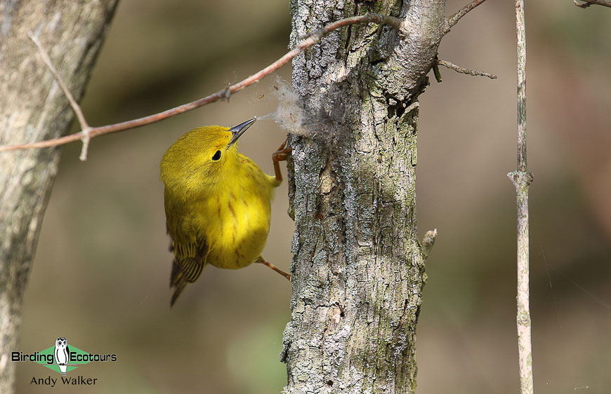 Biggest week in American birding