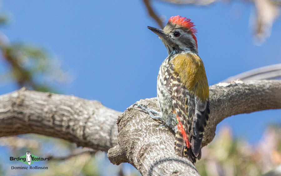 Ethiopia trip report