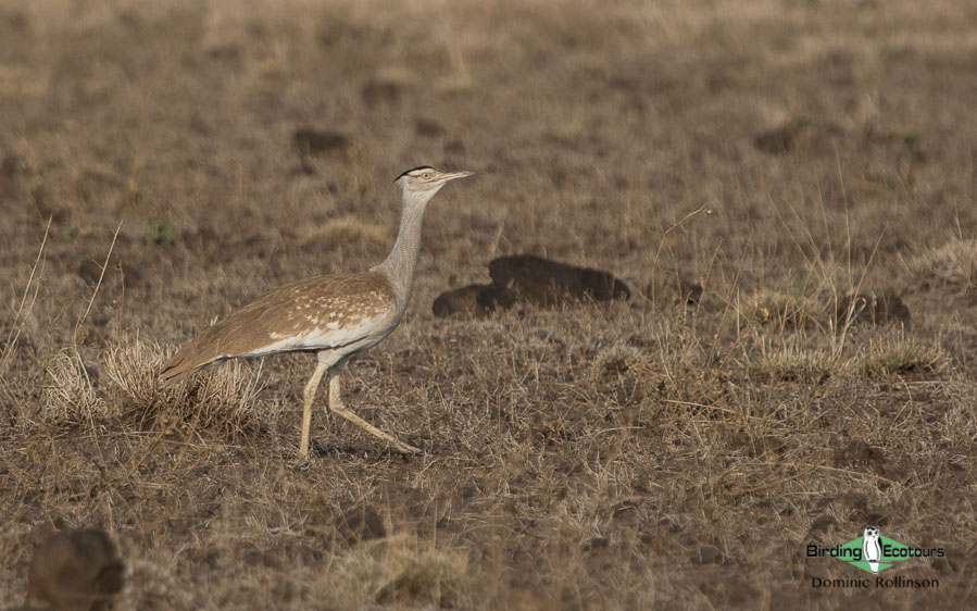 Ethiopia trip report