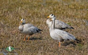 Northern India birding tour