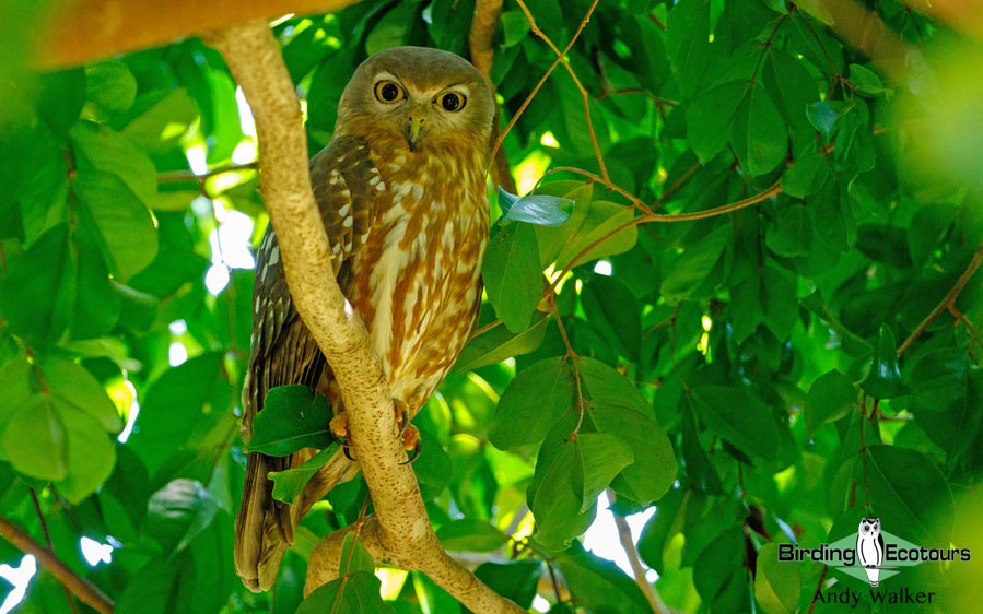 Northern Australia birding tours
