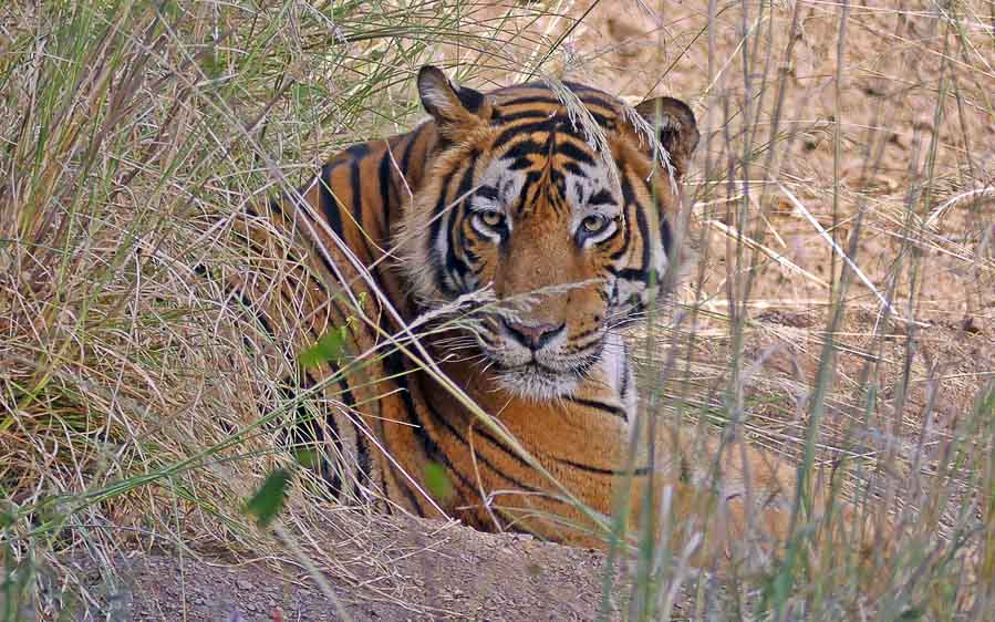 Northern India birding