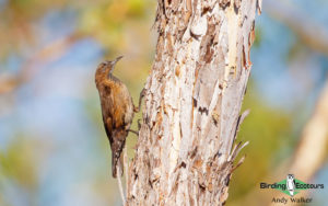 Northern Australia birding tours