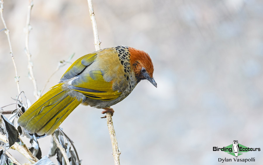 Northern India birding tours