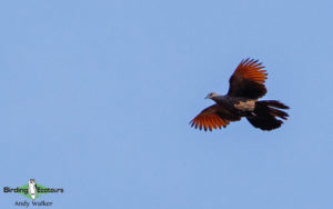 Northern Australia birding tours