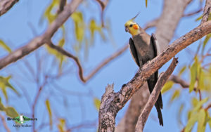 Northern Australia birding tours