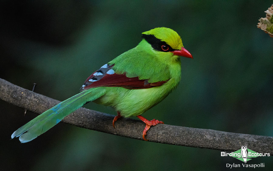 Northern India birding tours