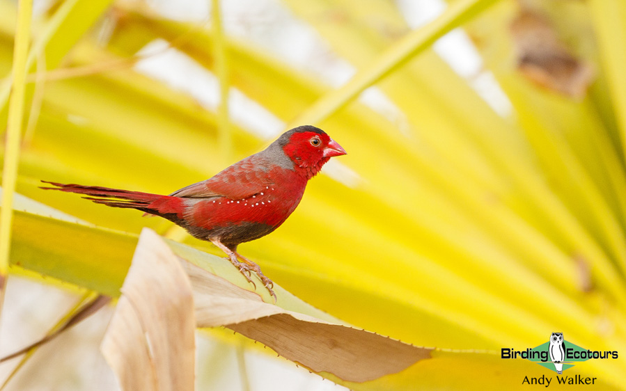 Northern Australia birding tours