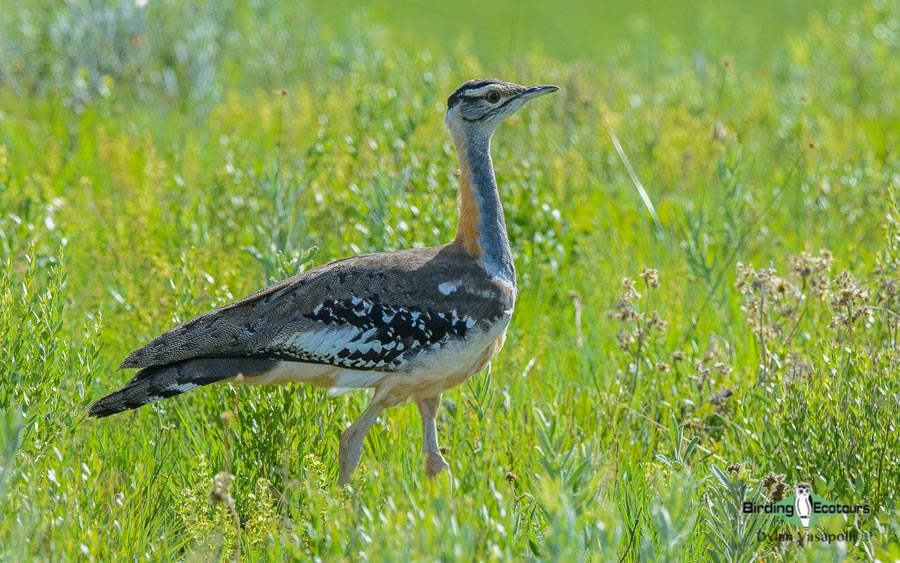 Garden Route birding tour