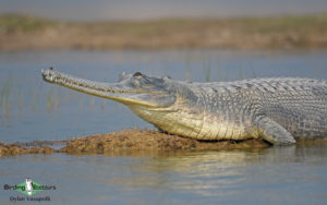 Northern India birding tour