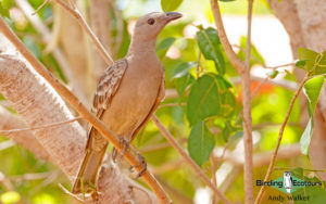 Northern Australia birding tours