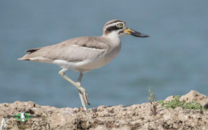 Northern India birding tour