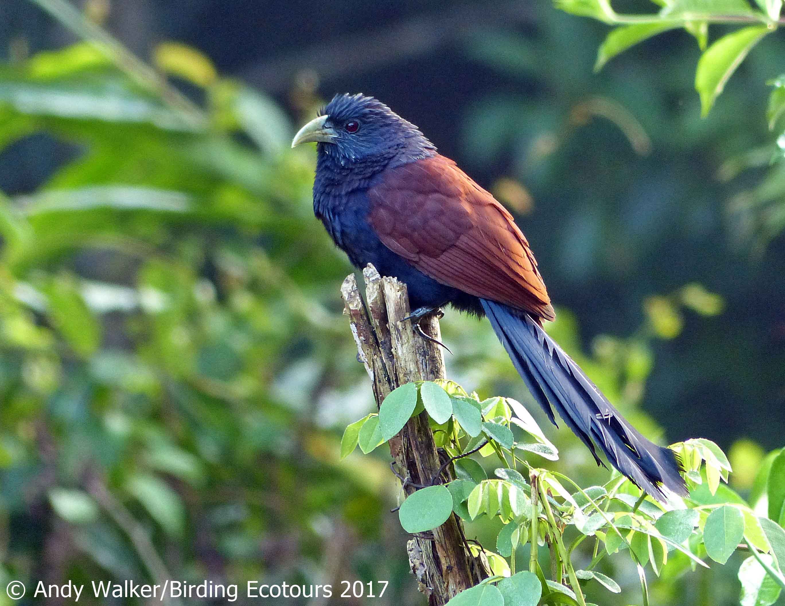 Sri Lanka Birding Tours Birding Ecotours