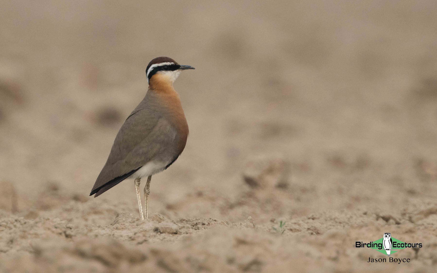 Northern India birding tour