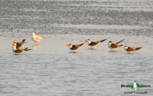 Northern India birding tour