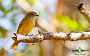Northern Australia birding tours