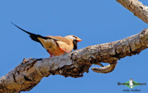 Northern Australia birding tours