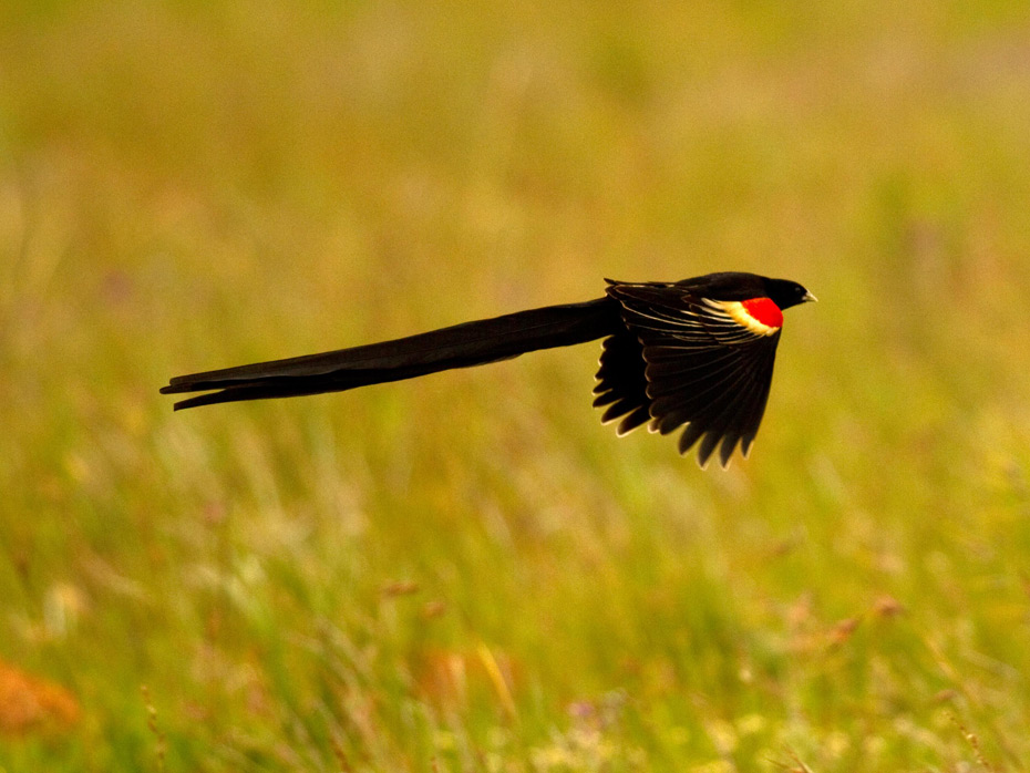 Endemic birds of South Africa