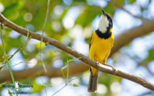 Northern Australia birding tours