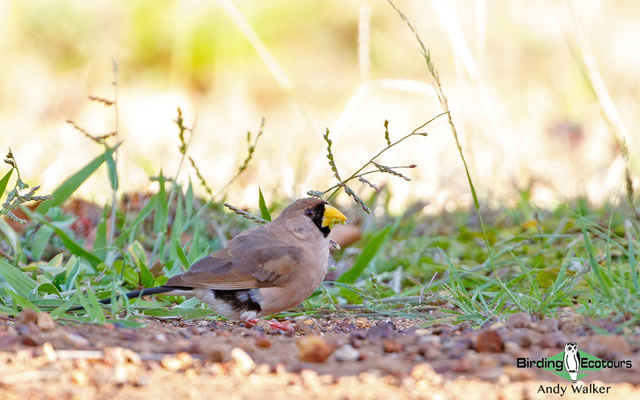 Northern Australia birding tours