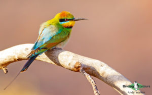 Northern Australia birding tours
