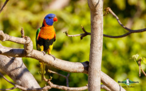 Northern Australia birding tours
