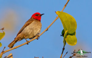 Northern Australia birding tours