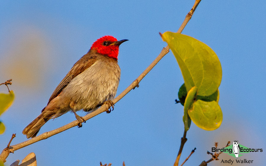 Northern Australia birding tours